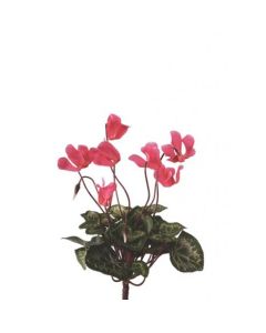 Mini Cyclamen Bush 25cm Deep Pink