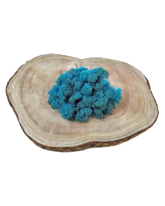 Reindeer Moss (Icelandic Moss) Aquamarine