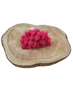 Reindeer Moss (Icelandic Moss) Fuchsia