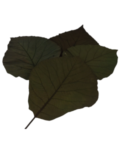 Cobra Leaves Large Apple Green x 5pcs