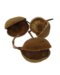 Buddha Nuts Natural x 8pcs