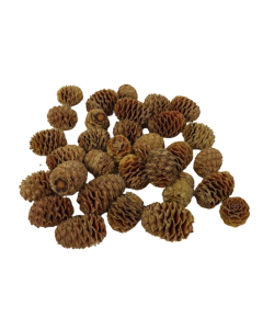 Leuc. Sabulosum Heads x 1kg