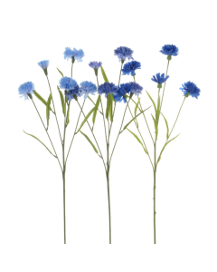 Cornflower Assorted Blue's