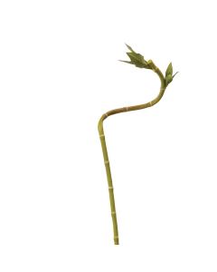Curly Bamboo 63cm Green