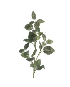Fittonia Spray 67cm Green