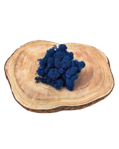 Reindeer Moss (Icelandic Moss) Royal Blue