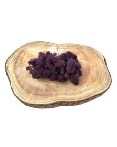 Reindeer Moss (Icelandic Moss) Aubergine