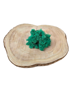 Reindeer Moss (Icelandic Moss) Pacific Green