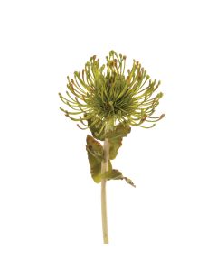 Pin Cushion Protea 66cm Green