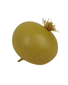 Onion 7.5cm