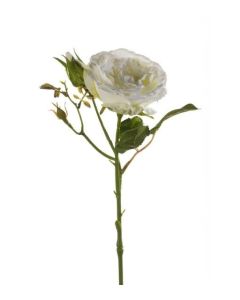 Rose Anne Spray Cream 37Cm