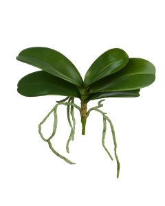 Phalaenopsis Foliage 19cm