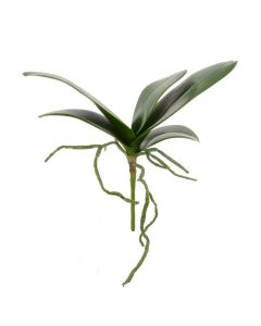 Phalaenopsis Foliage 25cm