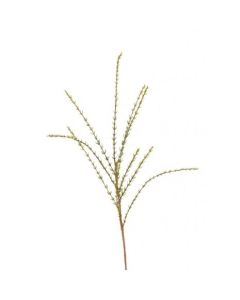 Thyme Spray 50cm