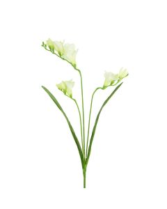Freesia Cream/Green 65cm