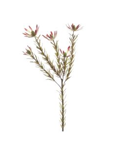 Leucadendron Spray 70cm Burg/Green