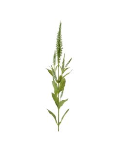 Veronica Spray 72cm Cream