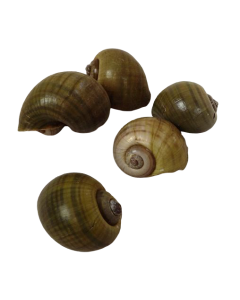 Shell Caracol Natural Green