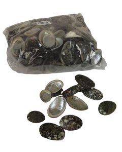 Shell Haliotes 1kg