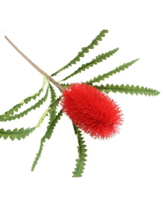 60cm Ashbys Banksia Red