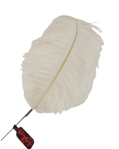 Feather Quill 76cm Cream