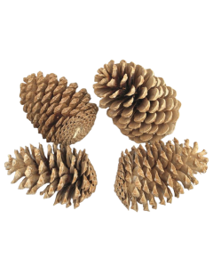 Maritima Cones Large 14 - 18cm x 50pcs