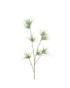 Spider Fern x 4 60cm Grey