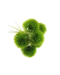 20cm Green Trick Dianthus x 6 Green