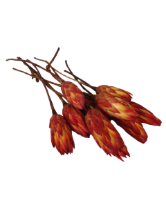 Protea Pendula x 10pcs