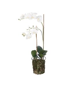 Phalaenopsis In Soil 74cm Cream/Yellow