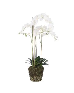 Phalaenopsis In Soil 112cm Cream/Yellow