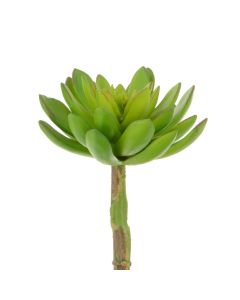 Succulent - Lotus Pick 21cm Green