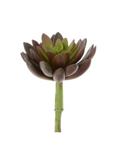 Succulent - Lotus Pick 21cm Green/Red