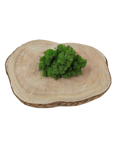 Reindeer Moss (Icelandic Moss) Medium Green