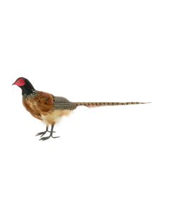 Pheasant 45Cm