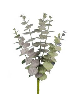 Spiral Eucalyptus Pick 30cm