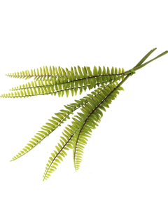 50cm Sword Fern x 6 Green