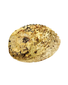 Shell - Abelone Extra 17cm Plus