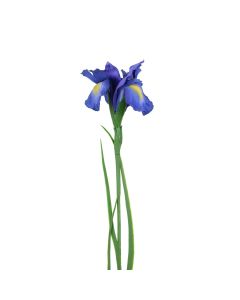 Iris Stem 69cm Blue