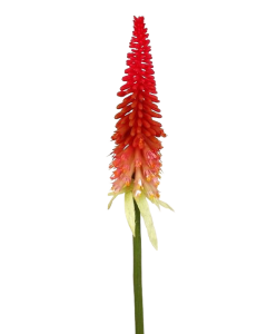 Torch Lily Spray 70cm Beauty