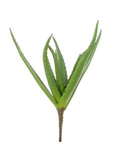 Aloe Vera Plant - 38cm Green