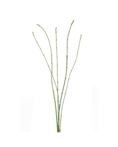 Bamboo Stick Bundle x5 90cm Green