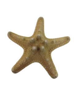 Star Fish Rhino App 3  x 15pcs