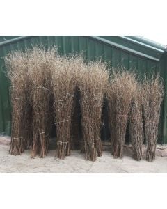 Contorted Willow Large App 7 - 8 ft x 10 Stems