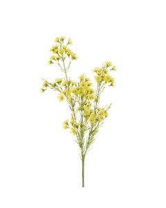 Wintersweet Spray 67cm Yellow