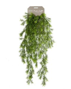 Asparagus Sprengeri Hanging Bush 75cm