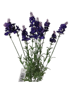44cm Purple Lavender Bouquet