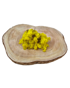 Reindeer Moss (Icelandic Moss) Lemon Yellow