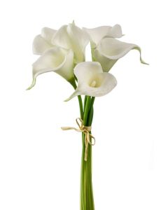 Calla Lily Bundle x 6 Stems White 35cm