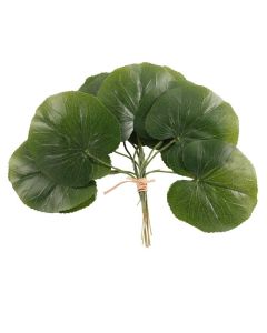 Galax Leaf Pack Of 12